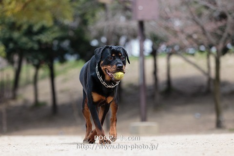 ロットワイラーとチワワ: 愛犬家さん、いらっしゃい！