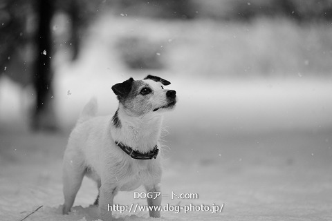 雪と犬 モノクロ撮影 愛犬家さん いらっしゃい