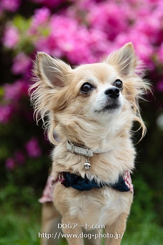 ペット王国 京セラドーム くるみちゃん 愛犬家さん いらっしゃい