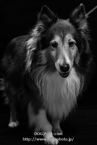 モノクロ ワンちゃん もおすすめ 愛犬家さん いらっしゃい