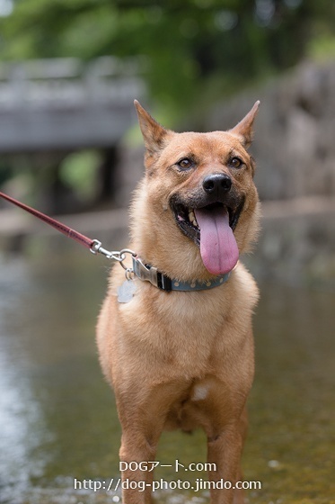 水遊び 愛犬家さん いらっしゃい