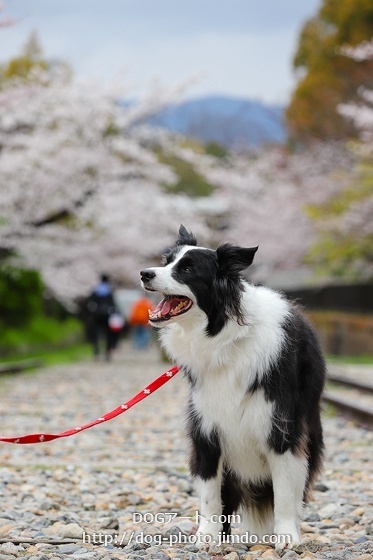 ボーダーコリーと桜: 愛犬家さん、いらっしゃい！